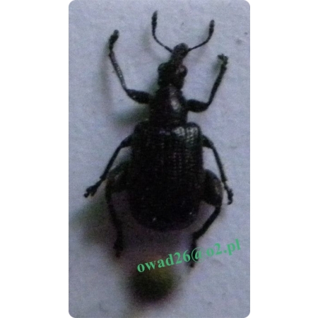 Anthonomus pinivorax Silfverberg, 1977 Kwieciak sosnowiec